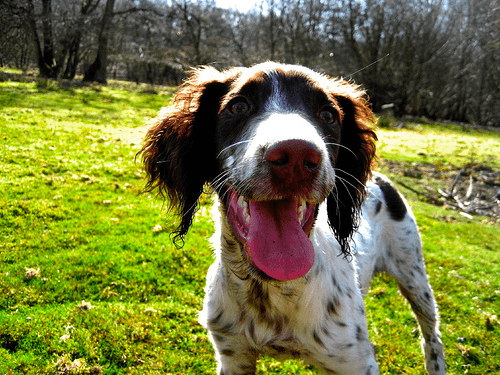 Preprocessing Image of a dog